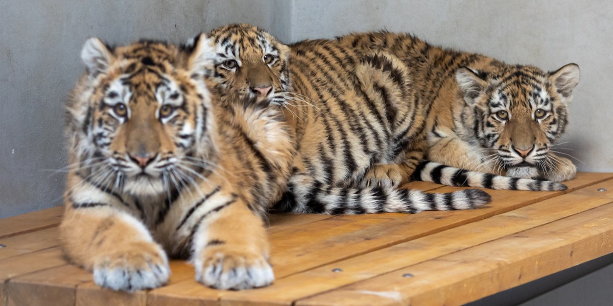 Do poznańskiego zoo z Ukrainy przyjechały m.in. tygrysy.