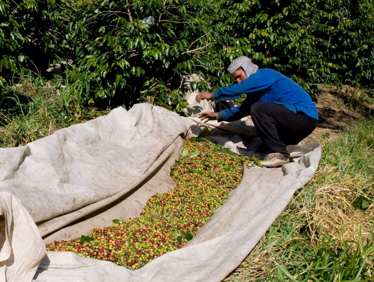 Susza niszczy uprawy w kraju, który jest największym na świecie producentem cukru, soku pomarańczowego i kawy, a ceny tych towarów na giełdzie idą mocno w górę.
