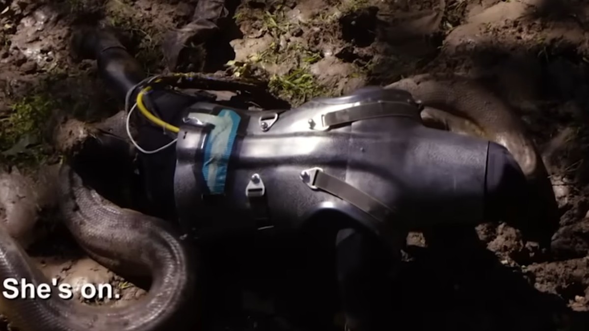 Istraživač pokušava da preživi napad anakonde