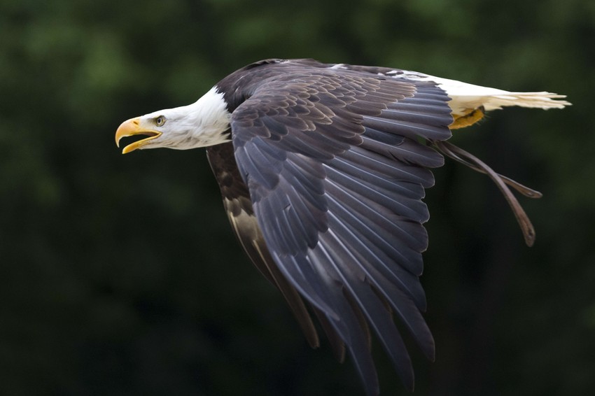 U poslednjih šest godina otkriveno je 199 kopnenih životinja