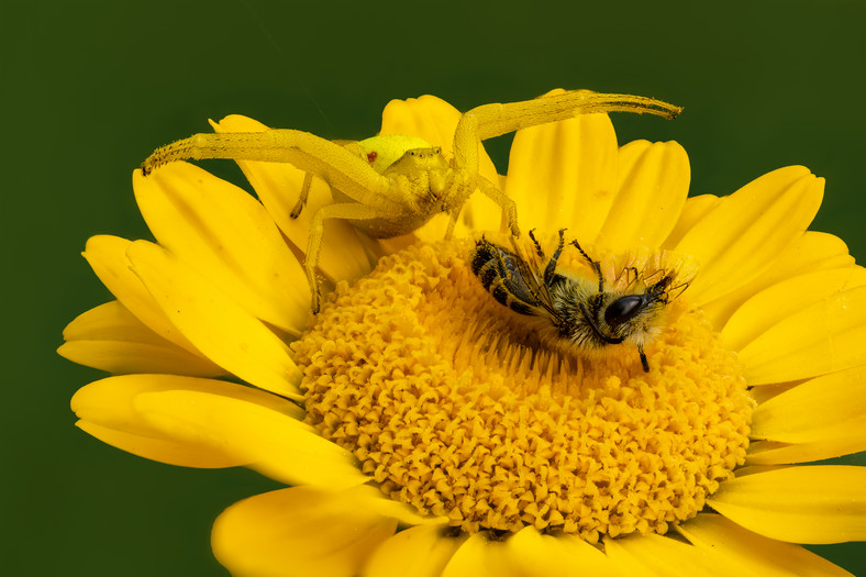 Pająk kwietnik polujący na pszczołę miodną