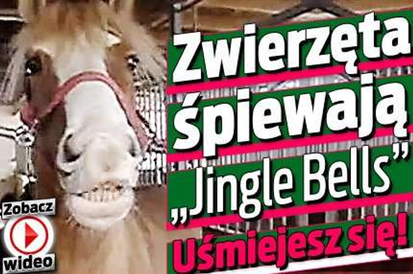 Zwierzęta śpiewają "Jingle Bells". Uśmiejesz się!