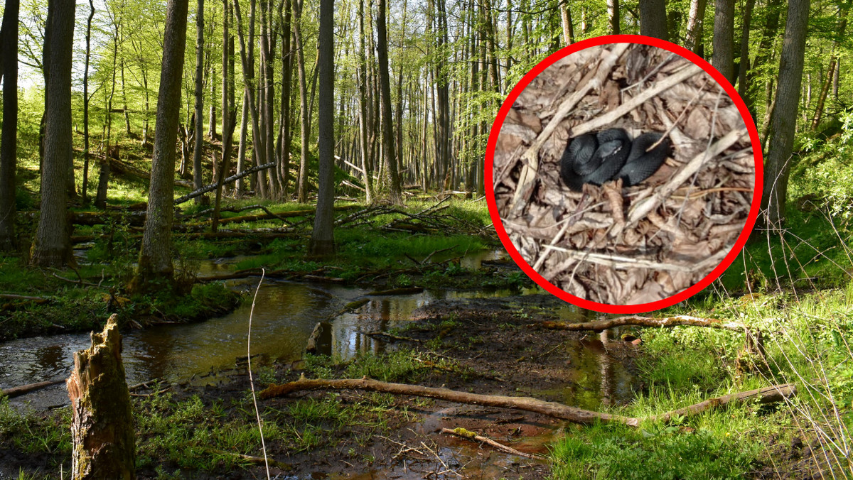Pojawiły się w polskich lasach, leśnicy alarmują. "Groźny dla człowieka"