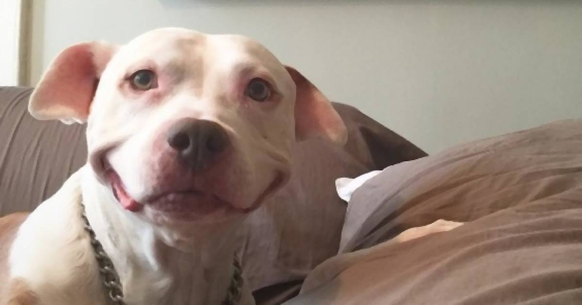 Brutális kutyatámadás: 3 pitbull esett neki a 13 éves kisfiúnak | nlc