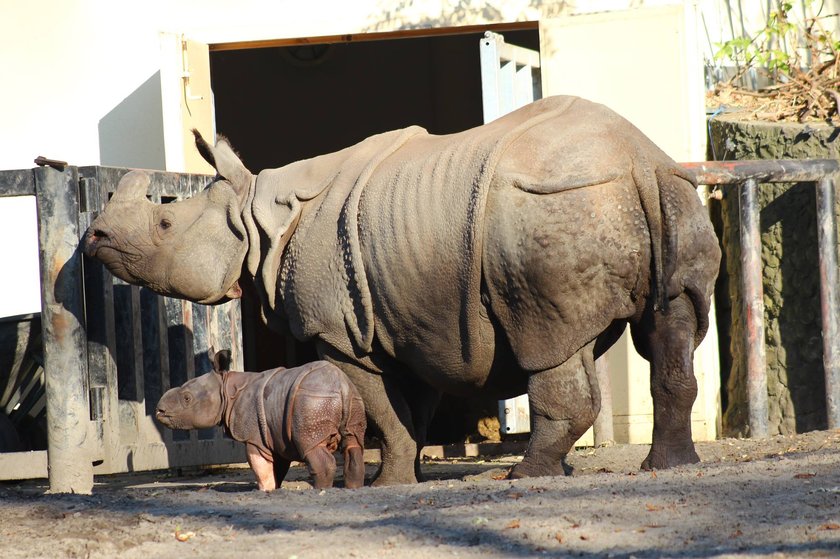 Rodzina nosorożców z Warszawskiego ZOO