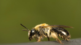 Użądlenie pszczoły - objawy i pierwsza pomoc przy użądleniach