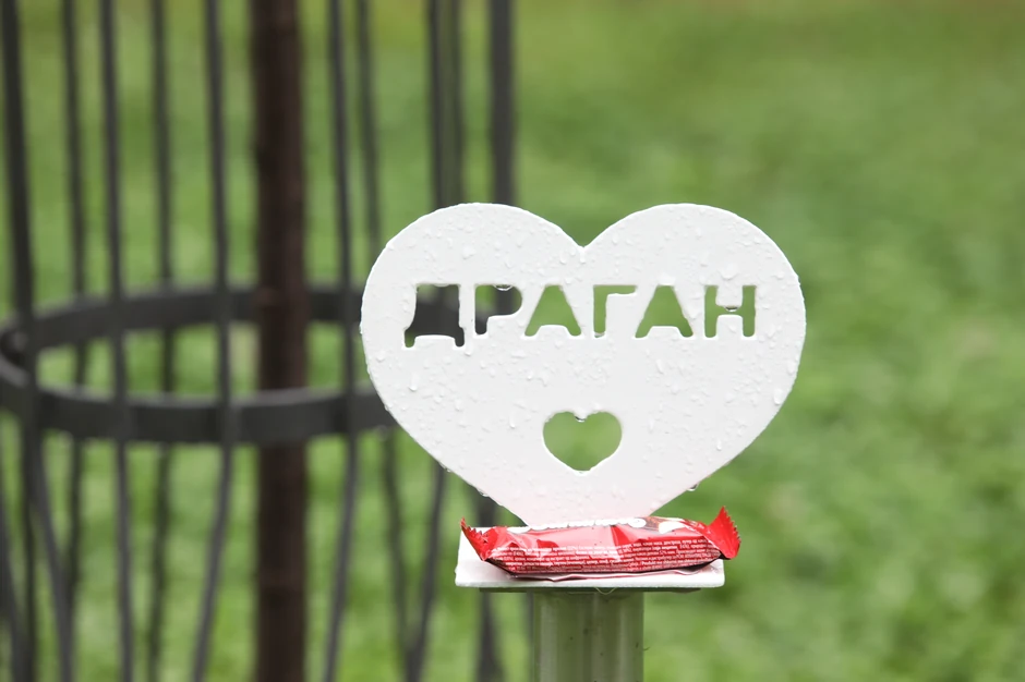 Potresna slika pored drveta koje je zasađeno u čast ubijenog Dragana Vlahovića