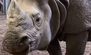 Ten przystojniak zamieszka we wrocławskim zoo