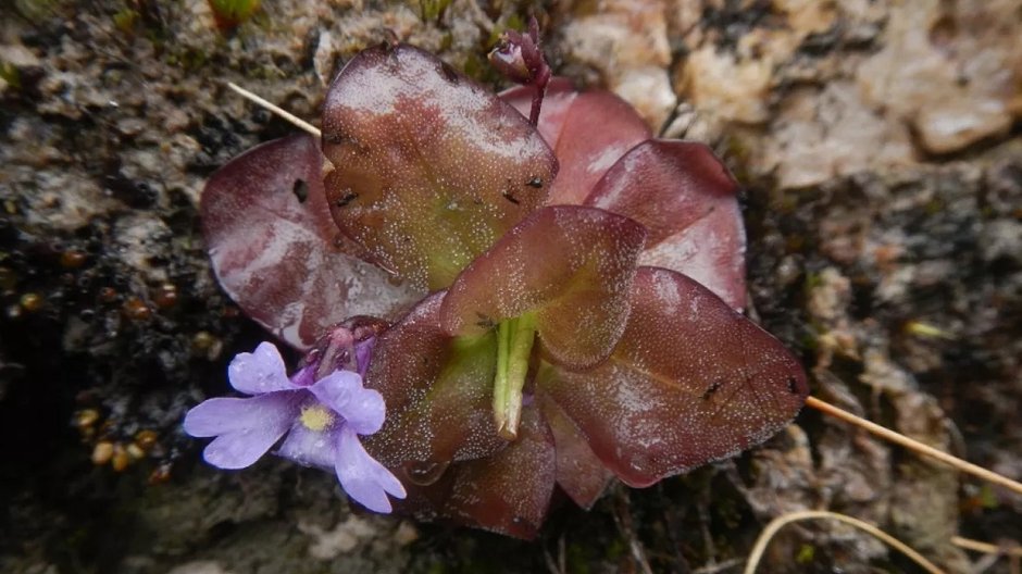 Pinguicula ombrophila fot. @Álvaro J. Pérez