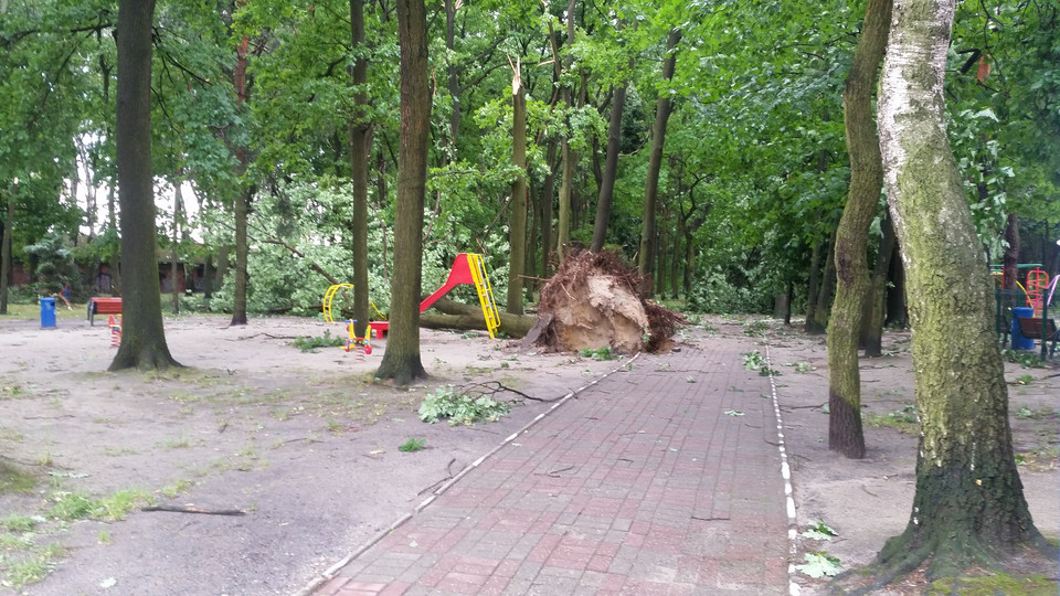 Skutki nawałnic nocnych w miejscowości Leszczyny - zniszczony park leśny