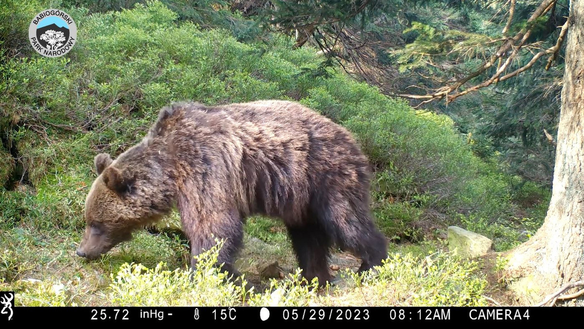 Fotopułapka uchwyciła niedźwiedzia na Babiej Górze. Nie jest całkowicie sprawny