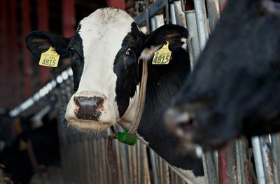 Coraz większe zainteresowanie produkcją ekologicznej żywności