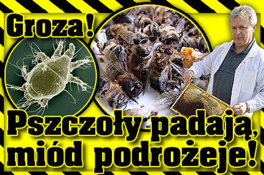 Pszczoły wymierają, miód drożeje