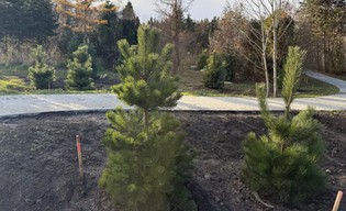 Bogactwo drzew w Ogrodach Szczytnickich