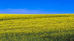 Globalne emisje dwutlenku węgla można zmienić przenosząc uprawy w inne regiony Ziemi