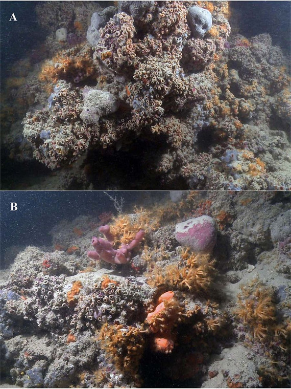 Część nowo odkrytej rafy koralowej