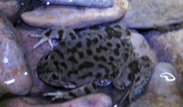 538847_laketiticacafrog1--wikimedia