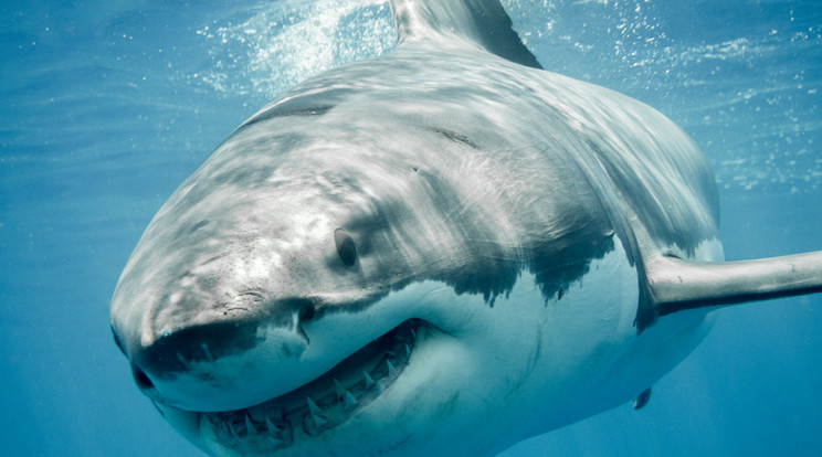A cápa leszakította a politikusnő egyik karját és lábát /Illusztráció: Shutterstock