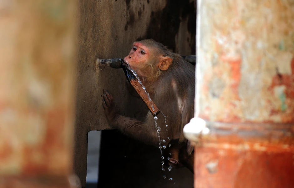 Nova spekulacija Kine - borba majmuna za vodu povećala šanse za interakciju s ljudima i prenos virusa