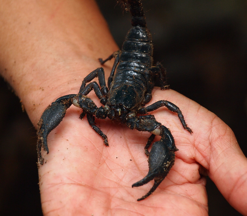 Skorpion może być bardzo niebezpieczny. Jego jad paraliżuje układ nerwowy, fot. Krzysztof Świercz