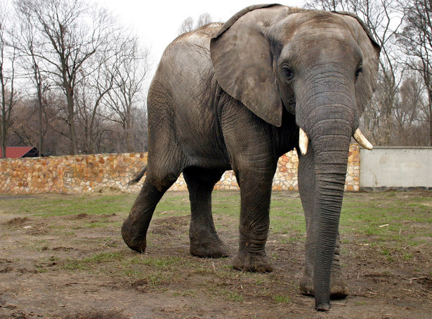 Słonie z zoo umierają szybciej