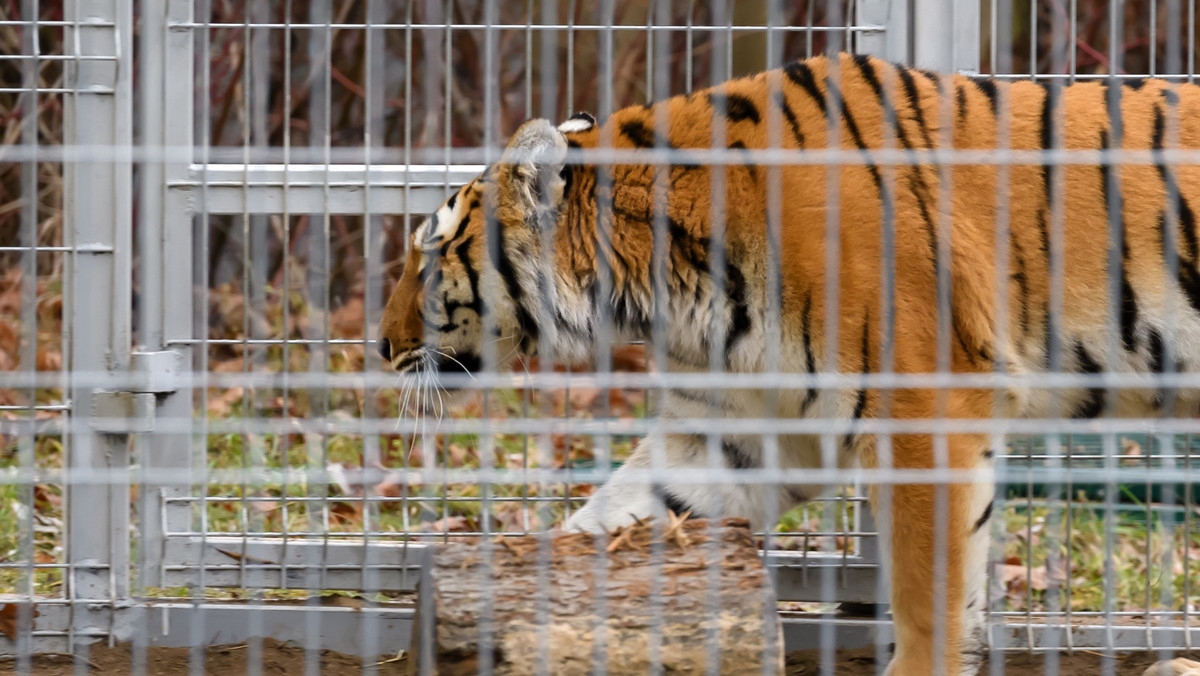 Zwierzęta trafiły z <a href="https://wiadomosci.onet.pl/kraj/prezydent-poznania-przyznal-nagrode-dyrektor-zoo/1qn8gze" id="ee2e8431-7936-47a5-a35f-cb518c852bb3" data-link-role-code="none">poznańskiego ZOO</a> do azylu Primadomus w Villenie. Obecnie czują się dobrze - poinformowało PAP stowarzyszenie Adwokaci Zwierząt - AAP. O podróży tygrysów do Hiszpanii pod koniec ubiegłego tygodnia informowały szeroko hiszpańskie media. 