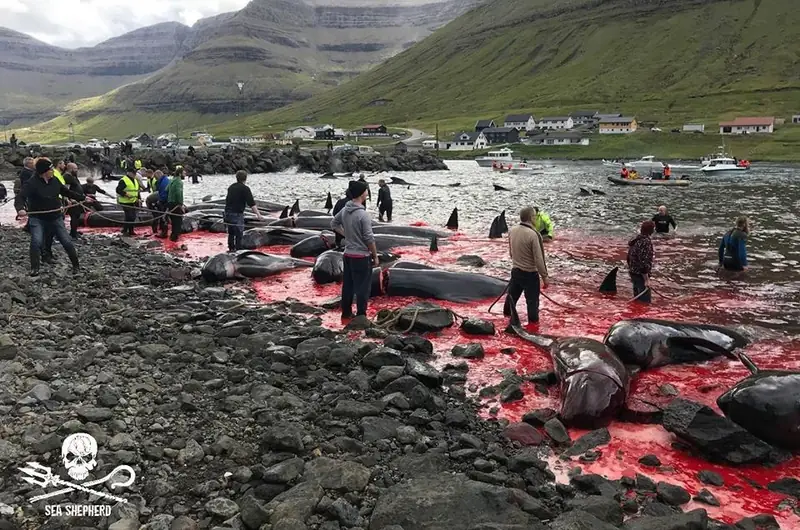 Sea Shepherd UK dokumentuje rzeź ssaków na Wyspach Owczych (rok 2018)