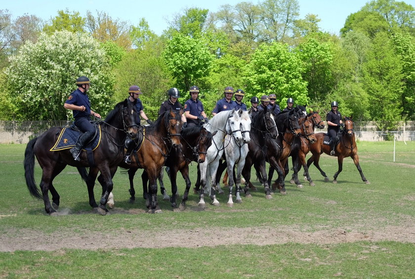 Policja i straż miejska z Łodzi zorganizowały wspólne ćwiczenia dla koni
