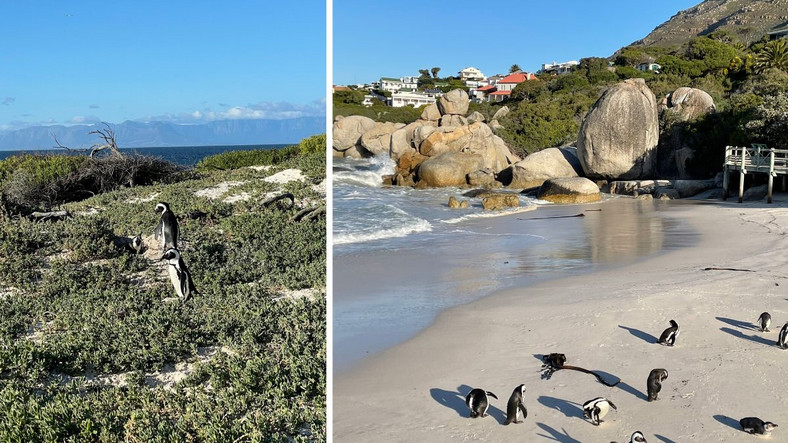 Pingwiny przylądkowe zamieszkujące plażę Boulders, RPA