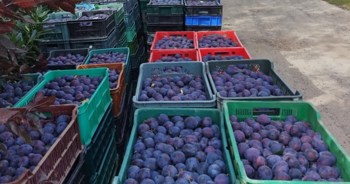 Rolnik został z 11 tonami śliwek. Oszukała go firma widmo