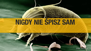 W twoim łóżku może żyć nawet 2 mln roztoczy! Koniecznie sprawdź, jak się ich pozbyć