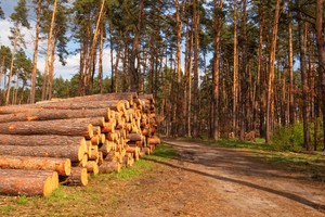 Pod ramię z parafiami i Suwerenną Polską. Lasy Państwowe jako temat kampanii wyborczej 2023