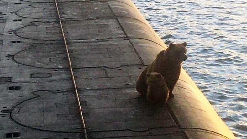 Kamczatka: niedźwiedzica i jej młode wdrapały się na okręt podwodny, zostały zastrzelone