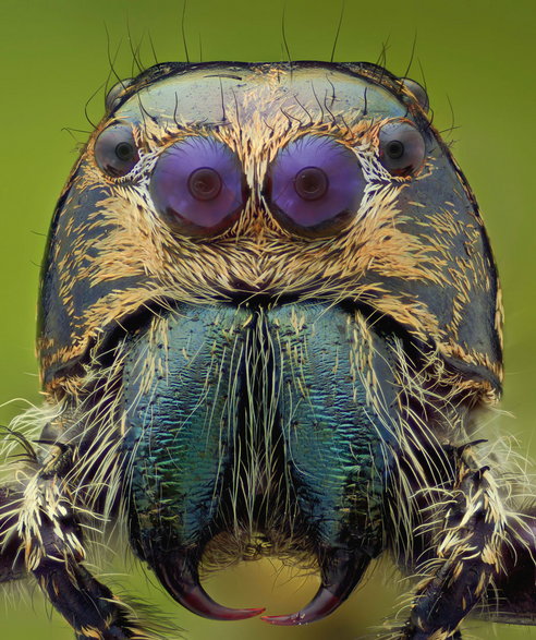 Pająki skaczące (Salticidae) komunikują się za pomocą wzroku. Ich „wyraz twarzy” często sprawia wrażenie inteligencji i dostojeństwa.