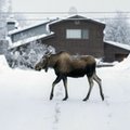 Gęstnieje paliwo, walą się dachy. Takiej zimy Alaska nie widziała od lat