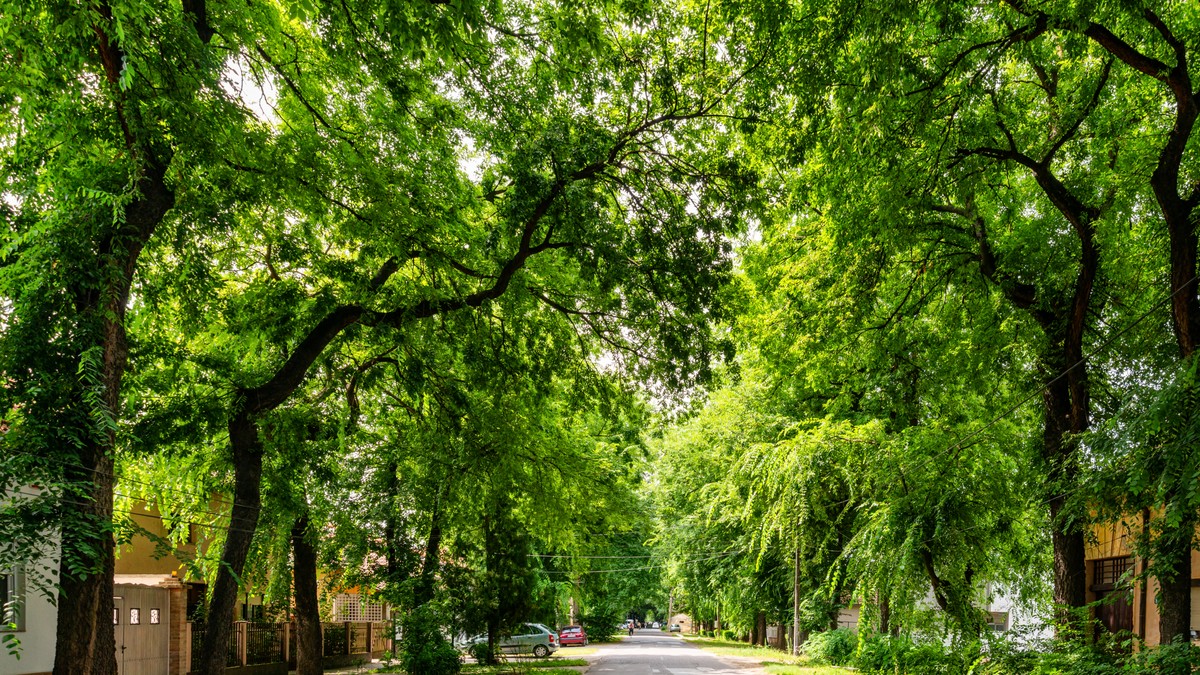 Ulica generala Drapšina u Kikindi