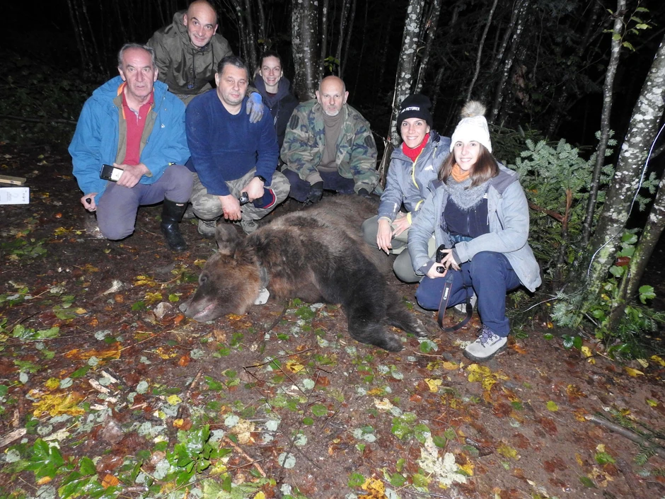Medved Zoran: Drugi put upao u zamku i drugi put markiran