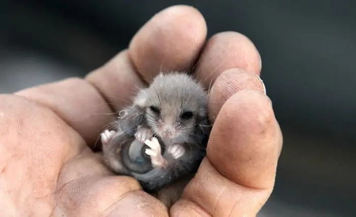 cute-possums-321__700