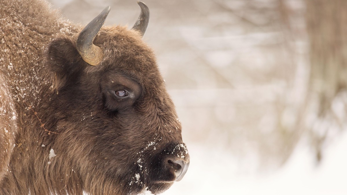 Bison winter day in the snow