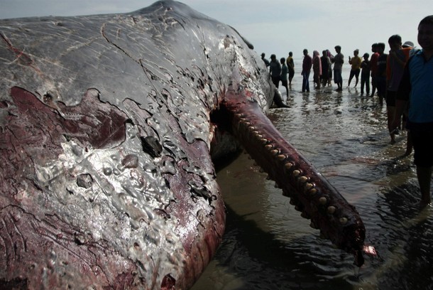 People crowd around the carcass of a 17 meter long sperm whale washed ashore in Bombana Regency, Sou