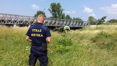 Uwaga na Barszcz Sosnowskiego. Interwencje wrocławskich strażników