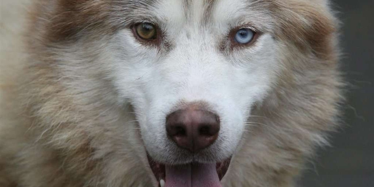 Husky ugryzł roczną dziewczynkę w twarz!