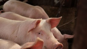 Rozpoczęcie prac nad planem miejscowym nie wstrzymuje wydania decyzji środowiskowej