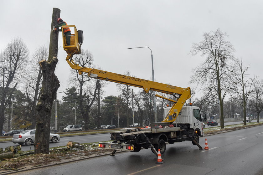 W Alei Lipowej w Gdańsku ruszyła wycinka 19 obumarłych drzew