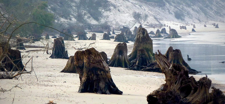 Morze odsłoniło zatopiony las na polskim Wybrzeżu. Wkrótce może zniknąć