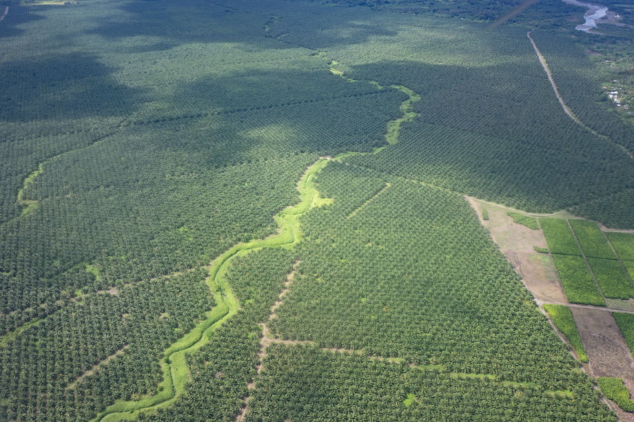 Plantacja oleju palmowego na Wyspach Salomona 