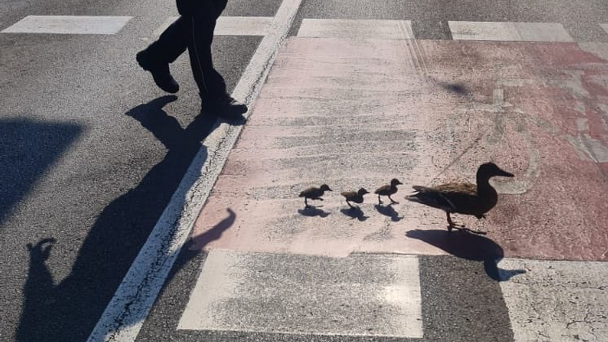 Poznań: policja pomogła kaczej rodzinie