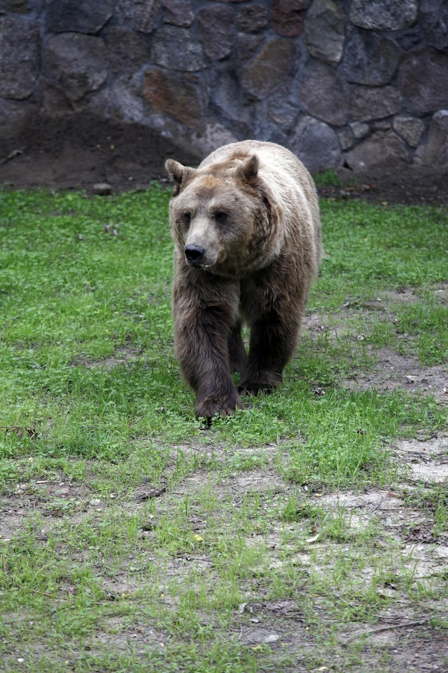 BIAŁYSTOK AKCENT ZOO NOWY WYBIEG DLA NIEDŹWIEDZI