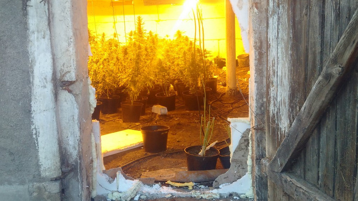 Nawet 15 lat więzienia grozi 26-latkowi, który prowadził plantacje marihuany w chlewni zamurowanej od środka. Ukryte wejście do niej znajdowało się w szafie w sąsiednim pomieszczeniu. Policjanci na terenie gospodarstwa w powiecie krotoszyńskim odkryli w sumie ponad 140 krzewów konopi indyjskich oraz cztery kilogramy suszu.