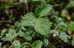 Herbata z liści tej rośliny pomaga pozbyć się oponki. Poprawia też jakość snu